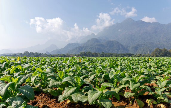 chilaxe tobacco and vape Shisha.com